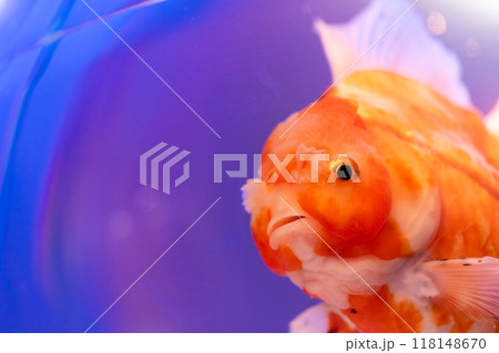 水槽で泳ぐ金魚 水槽で泳ぐ金魚 118148670