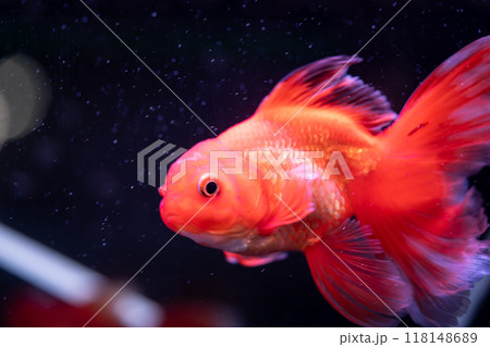 泳ぐ金魚 118148689