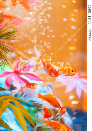 優雅に泳ぐ金魚 118148699