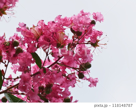 サルスベリの花 118148787