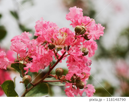 サルスベリの花 118148790