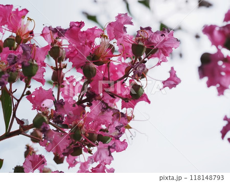 サルスベリの花 118148793