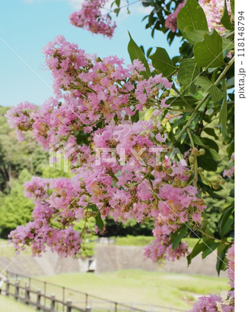 サルスベリの花 サルスベリの花 118148794