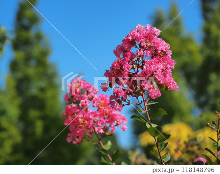 サルスベリの花 サルスベリの花 118148796