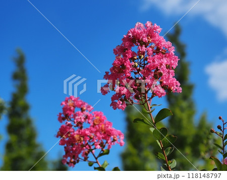 サルスベリの花 サルスベリの花 118148797