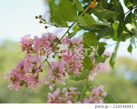 サルスベリの花 118148801