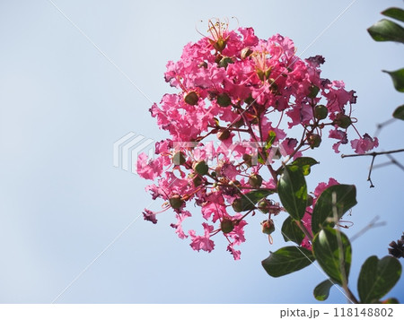 サルスベリの花 118148802