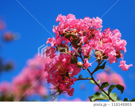 サルスベリの花 サルスベリの花 118148803