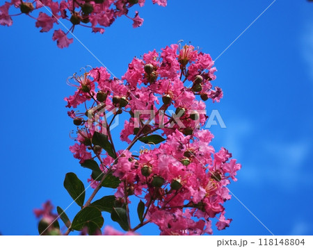 サルスベリの花 サルスベリの花 118148804