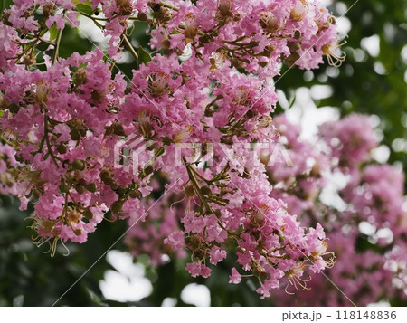 サルスベリの花 118148836