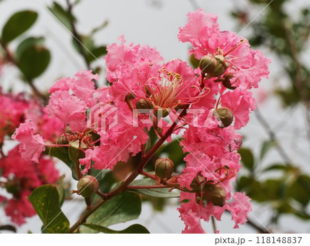 サルスベリの花 サルスベリの花 118148837