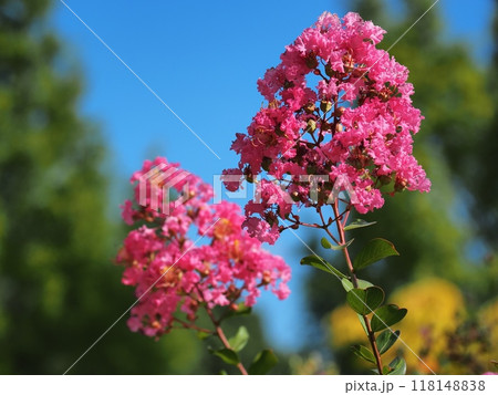 サルスベリの花 118148838