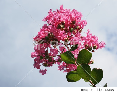 サルスベリの花 サルスベリの花 118148839