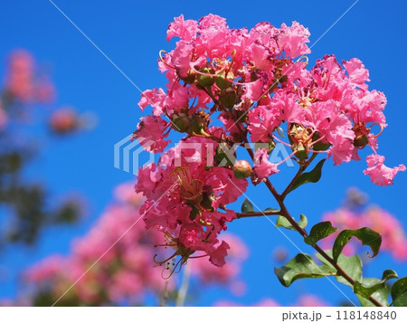 サルスベリの花 118148840