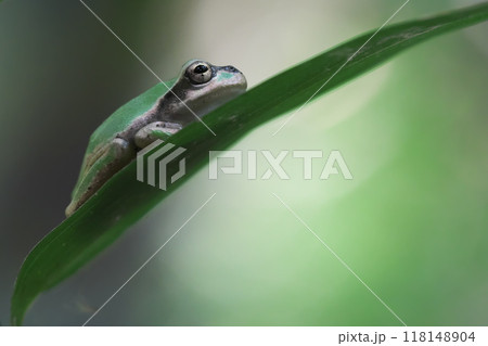 もの思うアマガエル もの思うアマガエル 118148904