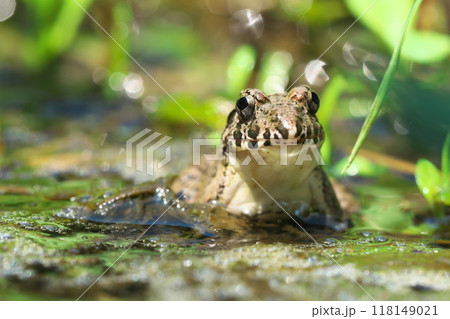 水辺のヌマガエル 正面 水辺のヌマガエル 正面 118149021