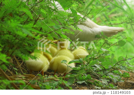 The ducklings and the mother duck went out to find food on the farm. The ducklings and the mother duck went out to find food on the farm. 118149103