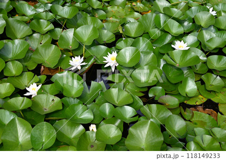 White water lilies among green lily pads on a pond. 118149233
