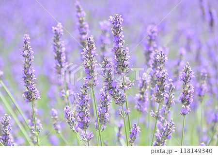 一面に咲くラベンダー　アップ3 118149340