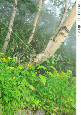 十勝岳温泉登山口　白樺と高山植物 118149448
