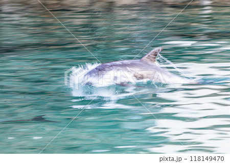 イルカ 118149470
