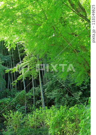 明月院の竹林 118149625