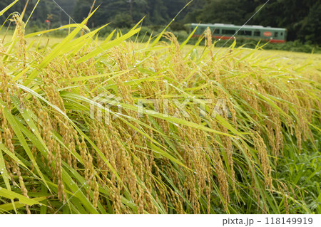 真岡鐵道と稲穂 118149919