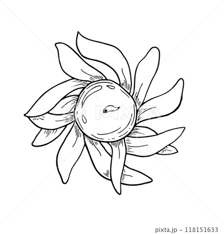 Diya candle in shape of lotus flower vector isolated illustration painted by black inks. Traditional Diwali burning lamp etching drawing. Transparent burning candle for coloring book, mandala art. Diya candle in shape of lotus flower vector isolated illustration painted by black inks. Traditional Diwali burning lamp etching drawing. Transparent burning candle for coloring book, mandala art. 118151633