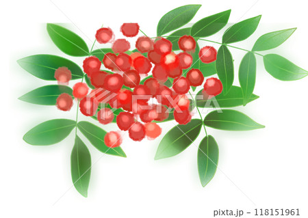 七竈（ナナカマド）のカード3 118151961