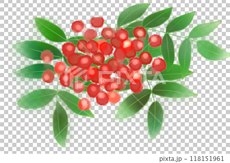 七竈（ナナカマド）のカード3 118151961