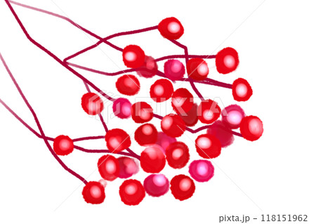 七竈（ナナカマド）のカード4 118151962