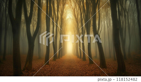 A mystical forest with tall trees, bathed in golden light filtering through the foggy atmosphere. 118152482