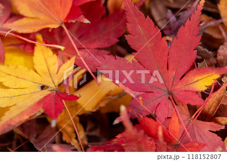 紅葉の絨毯（マクロ）③ 118152807