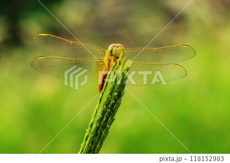 Funny animal face, dragonfly insect sits on green spikelet pole in garden on blurred background with plants close-up. Animals in their natural habitat. Happiness in nature Funny animal face, dragonfly insect sits on green spikelet pole in garden on blurred background with plants close-up. Animals in their natural habitat. Happiness in nature 118152983