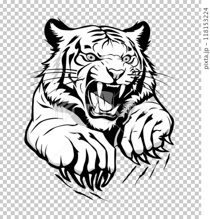 Tiger with sharp claws 118153224