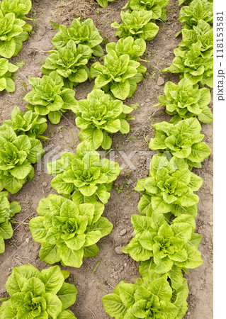 Rows of lettuce on an organic farm, selective focus. 118153581