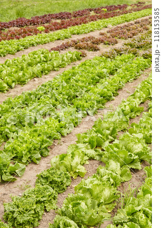 Rows of lettuce on an organic farm, selective focus. 118153585