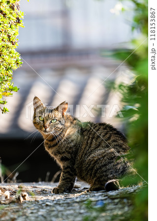 見返り美猫 見返り美猫 118153867