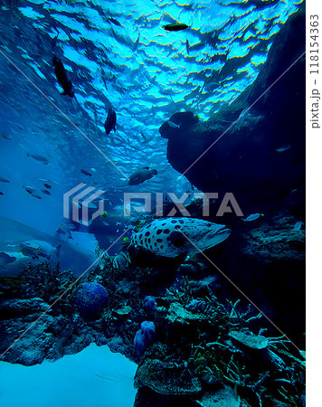 優雅に泳ぐ魚の群れ 118154363