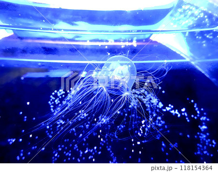 水槽の中を漂うクラゲ 水槽の中を漂うクラゲ 118154364