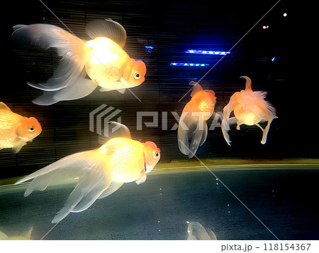 水中を優雅に泳ぐ金魚 118154367