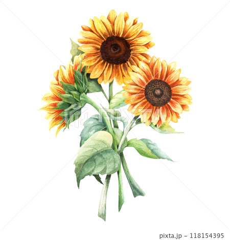 Bouquet of yellow sunflowers, vibrant large annual forb plant. Hand drawn botanical composition. Watercolor illustration isolated on white. For clip art cards menu label package 118154395