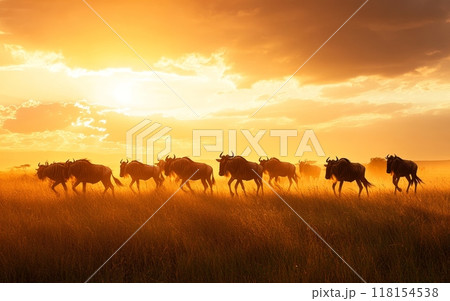 A herd of wildebeest silhouetted against a dramatic orange sunset sky, marching across the African savanna in their annual migration 118154538