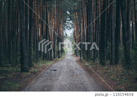 Dark moody forest 118154658