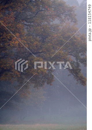 colorful foliage on oak tree covered in fog colorful foliage on oak tree covered in fog 118154749