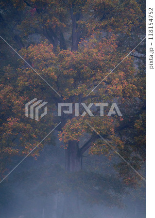 Large oak with colorful foliage covered in fog 118154752