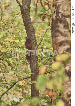 Red squirrel with acorn in mouth climbing up tree Red squirrel with acorn in mouth climbing up tree 118154756