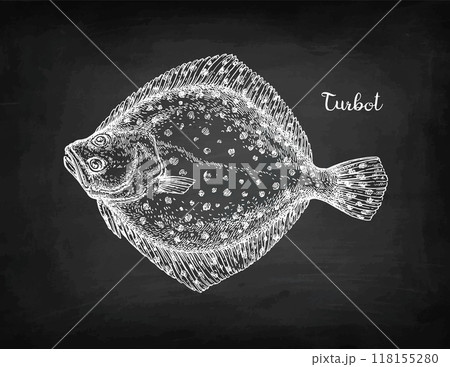 Turbot flatfish chalk sketch. Turbot flatfish chalk sketch. 118155280