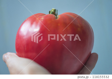 Red ripe beef tomato in a hand close up Red ripe beef tomato in a hand close up 118155532