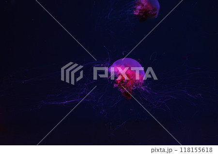 Fluorescent lion's mane jellyfish swimming underwater aquarium pool with red neon light. 118155618